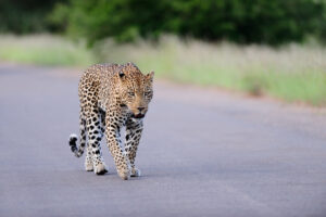 leopard-safari